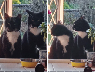 Illustration de l'article : 20 photos de chiens et de chats ayant découvert leurs doubles parfaits