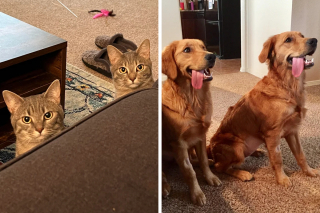 Illustration de l'article : 20 photos de chiens et de chats ayant découvert leurs doubles parfaits