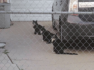 Illustration de l'article : 20 photos de chiens et de chats ayant découvert leurs doubles parfaits