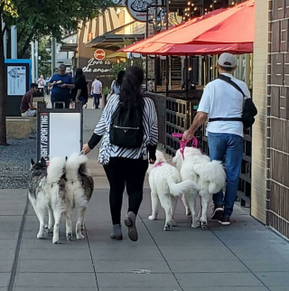 Illustration de l'article : 20 photos de chiens et de chats ayant découvert leurs doubles parfaits