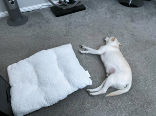 Illustration de l'article : 17 photos de chiens et chats affichant des comportements énigmatiques qui nous laissent perplexes