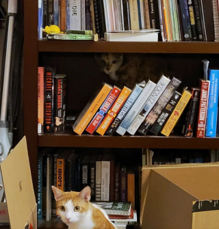 Illustration de l'article : 17 photos de chiens et chats affichant des comportements énigmatiques qui nous laissent perplexes