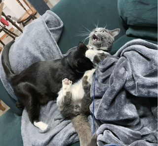 Illustration de l'article : 17 photos de chiens et chats affichant des comportements énigmatiques qui nous laissent perplexes