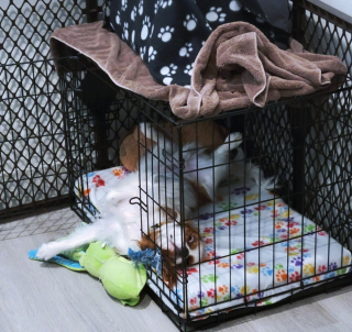 Illustration de l'article : 17 photos de chiens et chats affichant des comportements énigmatiques qui nous laissent perplexes