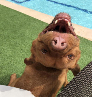 Illustration de l'article : 17 photos de chiens et chats affichant des comportements énigmatiques qui nous laissent perplexes