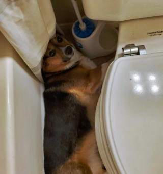 Illustration de l'article : 17 photos de chiens et chats affichant des comportements énigmatiques qui nous laissent perplexes