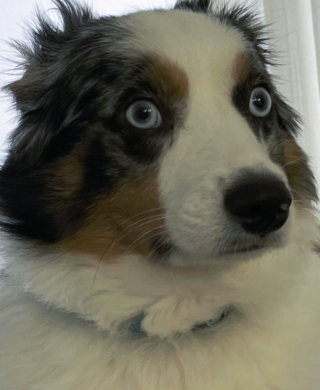 Illustration de l'article : 17 photos de chiens et chats affichant des comportements énigmatiques qui nous laissent perplexes