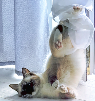 Illustration de l'article : 17 photos de chiens et chats affichant des comportements énigmatiques qui nous laissent perplexes