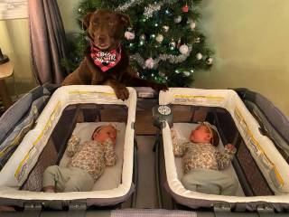 Illustration de l'article : Cette femelle Labrador est devenue une grande sœur indispensable pour des jumelles (vidéo)