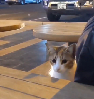 Illustration de l'article : Un homme est accueilli chaque jour dans un café par un chat et finit par en tomber amoureux