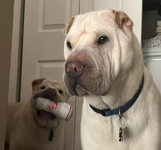 Illustration de l'article : Après un test ADN, un couple comprend pourquoi son nouveau chien ressemble tant à son autre toutou