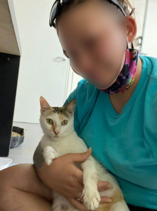 Illustration de l'article : Une militaire sauve une chatte avec ses petits à l’étranger et souhaite les faire rapatrier vers l'Amérique