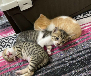 Illustration de l'article : Une militaire sauve une chatte avec ses petits à l’étranger et souhaite les faire rapatrier vers l'Amérique