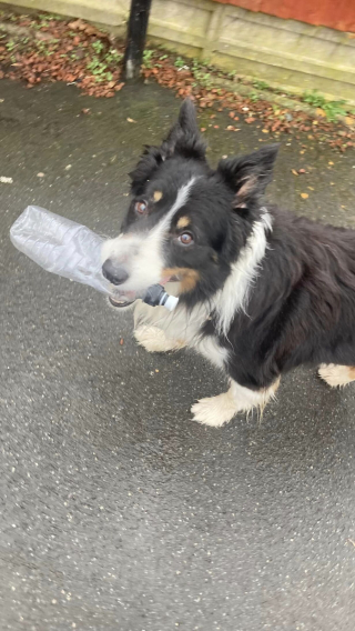 Illustration de l'article : « Si un chien peut le faire, n'importe qui peut » : Scruff montre l’exemple en ramassant des bouteilles en plastique dans la rue