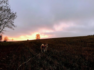 Illustration de l'article : 20 photos retraçant les randonnées mémorables d'Aiyuki, chien avide d'aventure et de grands espaces