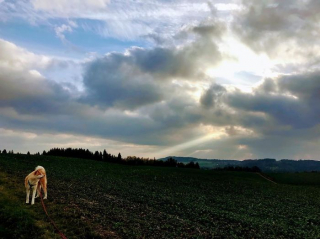 Illustration de l'article : 20 photos retraçant les randonnées mémorables d'Aiyuki, chien avide d'aventure et de grands espaces