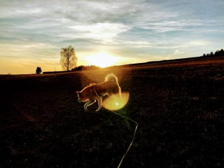 Illustration de l'article : 20 photos retraçant les randonnées mémorables d'Aiyuki, chien avide d'aventure et de grands espaces