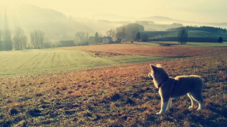 Illustration de l'article : 20 photos retraçant les randonnées mémorables d'Aiyuki, chien avide d'aventure et de grands espaces