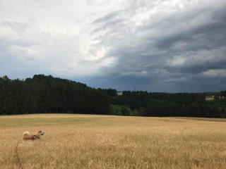 Illustration de l'article : 20 photos retraçant les randonnées mémorables d'Aiyuki, chien avide d'aventure et de grands espaces