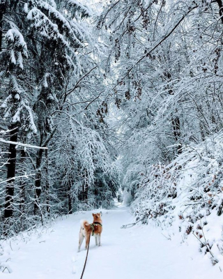 Illustration de l'article : 20 photos retraçant les randonnées mémorables d'Aiyuki, chien avide d'aventure et de grands espaces
