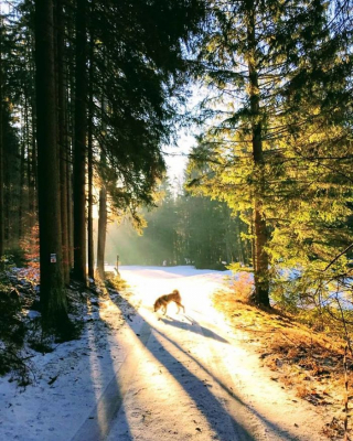 Illustration de l'article : 20 photos retraçant les randonnées mémorables d'Aiyuki, chien avide d'aventure et de grands espaces