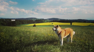 Illustration de l'article : 20 photos retraçant les randonnées mémorables d'Aiyuki, chien avide d'aventure et de grands espaces