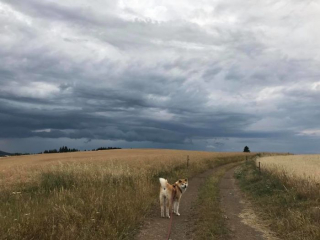 Illustration de l'article : 20 photos retraçant les randonnées mémorables d'Aiyuki, chien avide d'aventure et de grands espaces