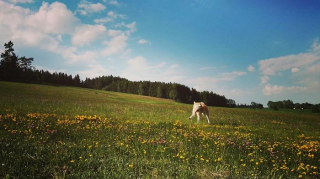Illustration de l'article : 20 photos retraçant les randonnées mémorables d'Aiyuki, chien avide d'aventure et de grands espaces