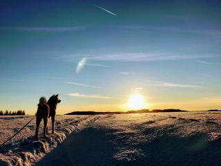 Illustration de l'article : 20 photos retraçant les randonnées mémorables d'Aiyuki, chien avide d'aventure et de grands espaces