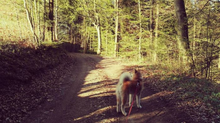 Illustration de l'article : 20 photos retraçant les randonnées mémorables d'Aiyuki, chien avide d'aventure et de grands espaces
