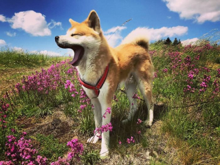 Illustration de l'article : 20 photos retraçant les randonnées mémorables d'Aiyuki, chien avide d'aventure et de grands espaces