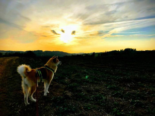 Illustration de l'article : 20 photos retraçant les randonnées mémorables d'Aiyuki, chien avide d'aventure et de grands espaces
