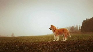 Illustration de l'article : 20 photos retraçant les randonnées mémorables d'Aiyuki, chien avide d'aventure et de grands espaces