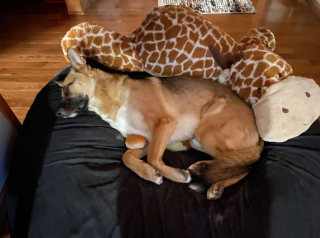 Illustration de l'article : Ce chien a une passion tout à fait insolite pour un objet du quotidien