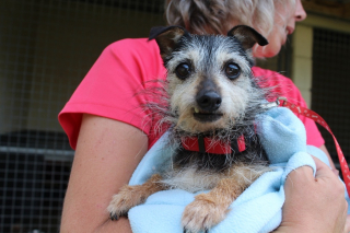 Illustration de l'article : Un refuge recherche une famille commune pour une chienne aveugle et son « chien-guide »