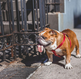Description of the article: Scientists have appealed to the public not to buy English bulldogs as the breed criteria have deteriorated.