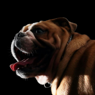 Description of the article: Scientists have appealed to the public not to buy English bulldogs as the breed criteria have deteriorated.