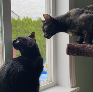 Illustration de l'article : Quand deux chattes fusionnelles partagent la maternité et trouvent une famille aimante