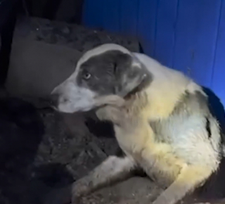 Illustration de l'article : Un chien sauv&eacute; des d&eacute;combres gr&acirc;ce au hasard lors d&rsquo;un tournage d&rsquo;&eacute;mission t&eacute;l&eacute;vis&eacute;e