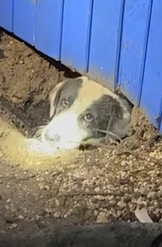 Illustration de l'article : Un chien sauv&eacute; des d&eacute;combres gr&acirc;ce au hasard lors d&rsquo;un tournage d&rsquo;&eacute;mission t&eacute;l&eacute;vis&eacute;e