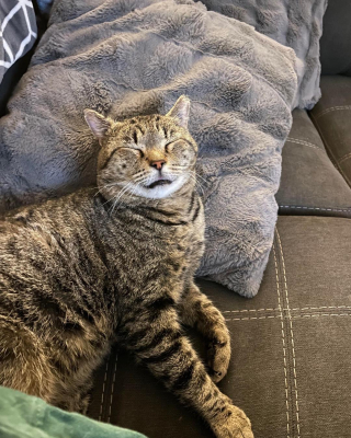 Illustration de l'article : Ce chat montre chaque jour &agrave; quel point il est reconnaissant d&rsquo;avoir &eacute;t&eacute; sauv&eacute;