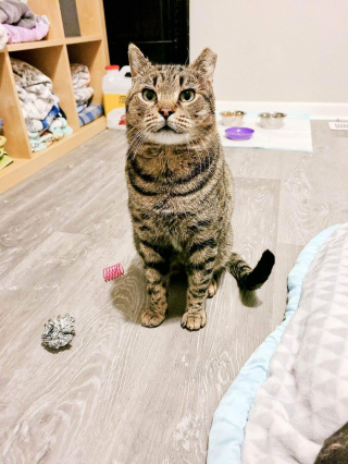 Illustration de l'article : Ce chat montre chaque jour &agrave; quel point il est reconnaissant d&rsquo;avoir &eacute;t&eacute; sauv&eacute;