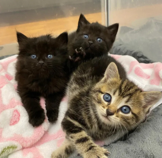 Illustration de l'article : Des chatons orphelins trouvent du r&eacute;confort aupr&egrave;s d&rsquo;une chienne d&eacute;vou&eacute;e