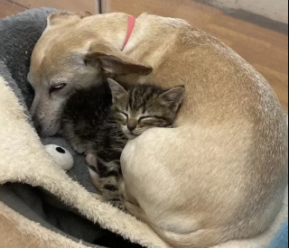 Illustration de l'article : Des chatons orphelins trouvent du r&eacute;confort aupr&egrave;s d&rsquo;une chienne d&eacute;vou&eacute;e