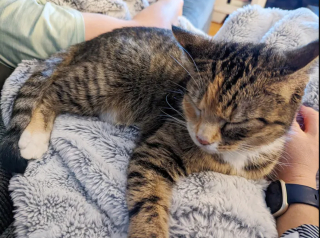 Illustration de l'article : Une chatte malheureuse en refuge r&ecirc;ve d&rsquo;&eacute;vasion par la fen&ecirc;tre de sa pi&egrave;ce