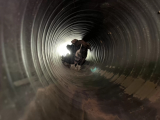 Illustration de l'article : Des ouvriers voient un chien caché dans un tuyau et sont stupéfaits de ce qu’ils découvrent en s’approchant