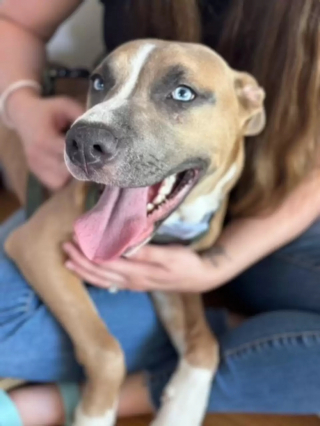 Illustration de l'article : Des ouvriers voient un chien caché dans un tuyau et sont stupéfaits de ce qu’ils découvrent en s’approchant