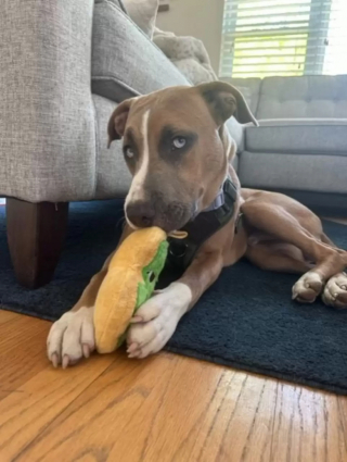 Illustration de l'article : Des ouvriers voient un chien caché dans un tuyau et sont stupéfaits de ce qu’ils découvrent en s’approchant