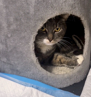 Illustration de l'article : Découvert dans une cuvette de toilettes, au milieu des déchets, ce chat a accepté la main qu’on lui tendait