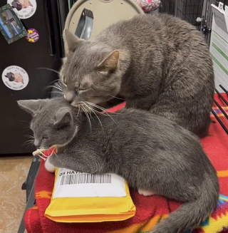 Illustration de l'article : Découvert dans une cuvette de toilettes, au milieu des déchets, ce chat a accepté la main qu’on lui tendait